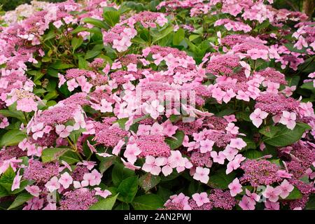 Hydrangea macrophylla 'Louis Savage Rose hortensia lacecap" Banque D'Images