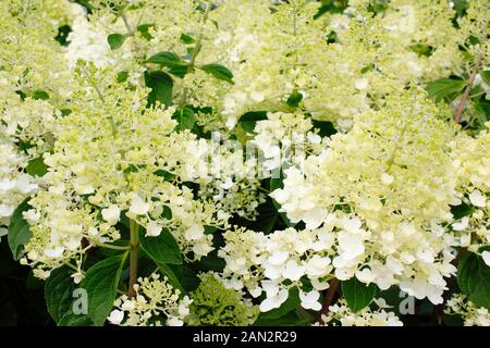 L'Hydrangea paniculata 'Silver Dollar" affichage conique blanc crème distinctif fleurs en été. UK Banque D'Images