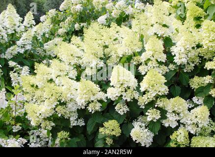 L'Hydrangea paniculata 'Silver Dollar" affichage conique blanc crème distinctif fleurs en été. UK Banque D'Images
