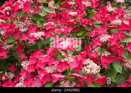 Hydrangea macrophylla 'Lady In Red' hortensia lacecap fleurir dans un jardin d'été. UK Banque D'Images