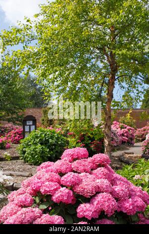 Vue à travers une section du jardin qui contient la collection nationale d'hydrangea, Darley, Derby, England, UK Banque D'Images