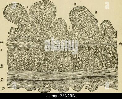 Les lois et la mécanique de la circulation, avec le principe impliqué dans le mouvement des animaux . muscles rculaires ; L,muscles longitudinaux ; P, péritoine. Les dispositions anatomiques dans la muqueuse, Et les ajustements me-chanicaux qui obtiennent dans l'intestin, il suit que la contraction dans les muscles doit avoir l'effet de la compression forcée des follicules de la glande et des follicules lymphoïdes (Figs.71-78), et de forcer les sécrétions hors d'eux, en les limitant délicatement futile, Et les traite, pour ainsi dire, 214 ANATOMIE PHYSIOLOGIQUE. De leur contenu au moyen de la compression uniforme ex-ert Banque D'Images