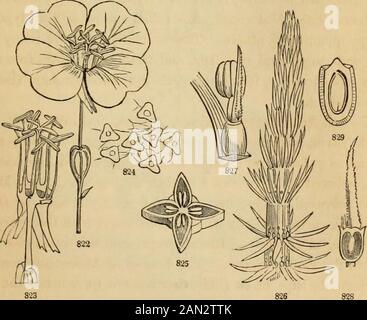 Introduction à la botanique structurelle et systématique, et la physiologie végétale, : étant un 5ème et remanié du livre de texte botanique, illustré par plus de treize cents boisés . arbres (s'étendant en Floride et en Louisiane), croissant des marécages inmaritimes, où ils racinaires dans la boue, et forme épaissir le verge de l'océan. L'ovaire est souvent partiellement libre de thecalyx, à deux cellules, avec deux ovules pendants dans chaque cellule. Les théséplantations sont remarquables pour leurs feuilles opposées, avec des interpétiolarstipules, et pour la germination de l'embryon pendant que dans le thépéricarpe. — Ex. Rhizophora, La Mangrove (Fi Banque D'Images