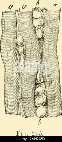 L'évolution de l'homme: Une exposition populaire des principaux points de l'ontogénie humain et phylogenyFromm l'allemand d'Ernst Haeckel . Banque D'Images