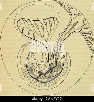 Les principes de la physiologie humaine de Carpenter . riod de preg-nancy il contient en outre, le glycogène, les traces des sels biliaires, et l'urée. Likethe Allantois il possède une puissance contractile, en raison de la musculature non striée qu'il obtient de la somatopleure. Au cours des deux premiers mois de gestation, l'amnion et la doublure intérieure du chorion (qui est vraiment la couche de l'amnion, fig. 347, h, tout comme la doublure de l'abdominalcavité est formée par le péritoine) sont séparées par une substance gélatineuse-lookingsubstance qui aide probablement à la nutrition de l'embryon, auparavant tofo Banque D'Images