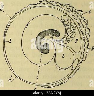 Principes de la physiologie humaine du Carpenter . Fig. 346.—Schéma d'un Ovum humain précoce montrant l'Amnion en cours de formation et L'Allantois commence à apparaître :—a, chorion; b, masse vitelline entourée par la blastodermivésicule; c, embryon; d, e, et/, plis externes et internes de la couche séreuse, formant l'amnion;g, naissant allantois. Fig. 347.—Schéma d'un Ovum humain au deuxième mois, montrant l'achèvement du sac de theAmnion, et un développement ultérieur de l'Allantois :—une partie lisse du chorion; une partie lisse du chorion; une portion 2, villosportion du chorion; k, k, villosités, commençant au col Banque D'Images