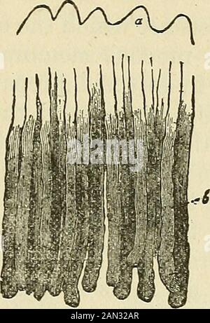 Les lois et la mécanique de la circulation, avec le principe impliqué dans le mouvement animal . dans les stomacis dès que la nourriture est introduite pour désintégrer les bolas, aurait l'effet, alors, de traite les sécrétions, theobject étant d'amener la nourriture en contact rapide avec les thésolouïes. Mais ceci, à son tour, est complété par la force dans la muqueuse muscalaris pour augmenter l'action dans les tubes.Ainsi de nombreux petits fascicules se produisant de la muscalismucosa, étendre une certaine distance vers le haut des tubes, croisant et entrelaçant autour d'eux, ainsi formant, comme il était, une enveloppe minuemusculaire à th Banque D'Images