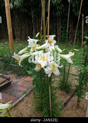 Album de Lilium royal régional Banque D'Images