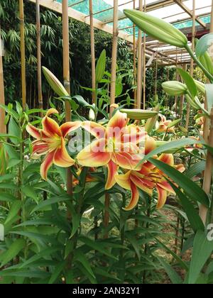 Lilium Montego Bay Banque D'Images