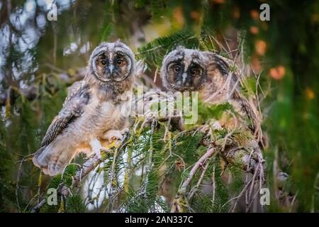 Long-eared Owl (Asio otus) Banque D'Images