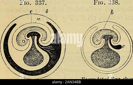 Les principes de la physiologie humaine du Carpenter . sentnm o{ l'Amnion: A, chorion; b, jaune-sac; e, embryon; d, et e, se replie ofbepuuiu tfle somatopleure se levant pour former l'amnion. Blastoderme primaire SecondaryBlastoderm. 918 DE GÉNÉRATION : DÉVELOPPEMENT EMBRYONNAIRE.. Fecundated Egg of Fowlwith Allantois presque com-pleted : 1, Lamina interne ofamniotique replie; b, laminaexterne de la même; e, point où les plis amniotiques entrent en contact les uns avec les autres; theallantois est vu pénétratingentre l'intérieur et l'extérieur lamina? du pli amniotique. Oeuf dédallé, formation de spectacle d'Am-nios et D'Allantois: A,Um Banque D'Images