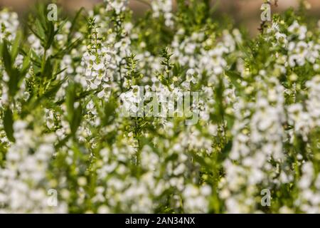 L'angelon (Angelonia salicariifolia) muflier-comme des fleurs, parterre en jardin, Xinshe District, Taichung, Taiwan Banque D'Images