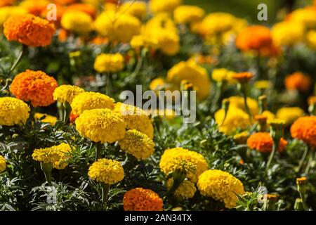 Marigold mexicain (Tagetes erecta) aka Aztec marigold, jaune et orange, parterre de fleurs de jardin, Xinshe District, Taichung, Taiwan Banque D'Images