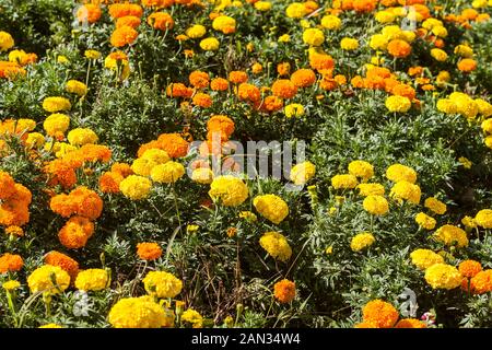 Marigold mexicain (Tagetes erecta) aka Aztec marigold, jaune et orange, parterre de fleurs de jardin, Xinshe District, Taichung, Taiwan Banque D'Images
