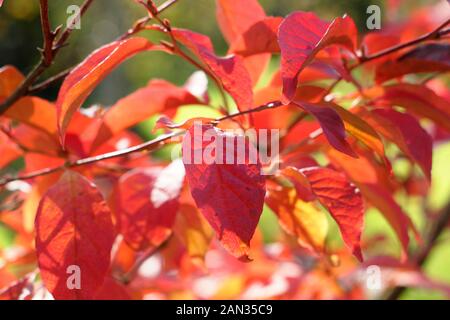 Steartia pseudocamellia. Arbre camellia à feuilles camellias caduques affichant des feuilles d'automne orange et rouge. ROYAUME-UNI. AGM Banque D'Images