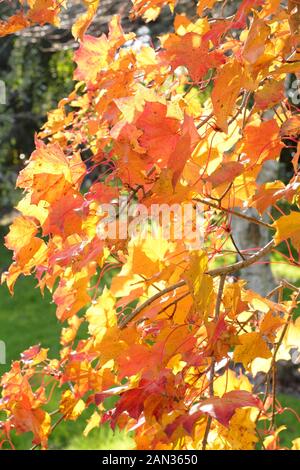 Acer « Grande Surprise » affichant des couleurs d'automne. Acer platanoides et Acer amplim cross Banque D'Images