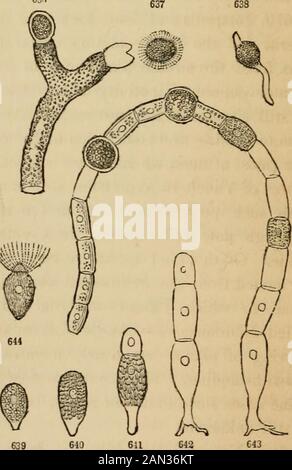 Introduction à la botanique structurelle et systématique, et physiologie végétale, : Étant un 5ème et refait du livre de texte botanique, illustré avec plus de treize cent boisés . r dischargede la cellule mère, quand, pendant quelques instants, ou d'habitude- i ^ i//ly pendant plusieurs heures, theyse comportent comme mfumory ani-mals, exécutant des spontaneousmoA-ements dans l'eau, jusqu'à ce qu'ils soient sur le ger-germer. Ce singulier mouvement Avas a détecté pour la première fois manyyyyyyyears il y a à Vaucheria FIG. 636. L'extrémité fruitiée d'une plante d'Aaucheria geminata (après Thuret); l'une des branches contenant encore sa spore. 637. Juste des spores en mouvement Banque D'Images