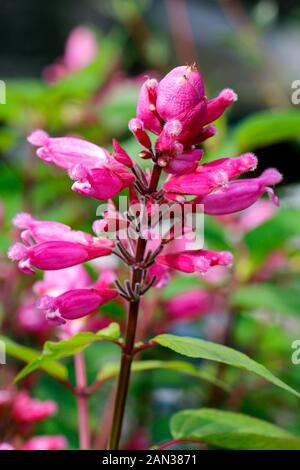 Close up de fleurs roses de la Salvia Involucrata Boutin (Roseleaf Sage) Banque D'Images