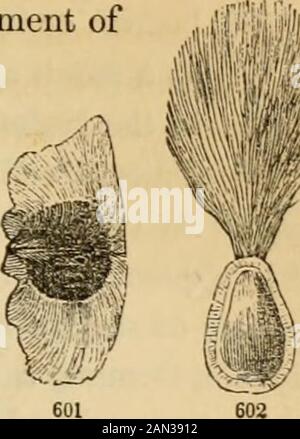 Introduction à la botanique structurelle et systématique, et physiologie végétale, : étant une 5ème et revue du livre de texte botanique, illustré par plus de treize cents coupures de bois . SA STRUCTURE ET SES PIÈCES. 321 fourni avec une touffe de poils à une extrémité, appelée Coma ; comme inEpilobium et Milkweed (Fig. 602). Dans la plante de coton, la surface entière de la graine est couverte de laine longue. Il faut également remarquer que le tégument de nombreuses petites graines est fourni avec l'acoa de petits poils contenant des spirales (dont une forme est tedrepresin Fig. 44), et généralement enfoncé et con-fin Banque D'Images