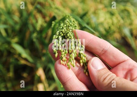 Agronome examinant les oreilles de la récolte verte du millet proso dans le champ, près de la main Banque D'Images