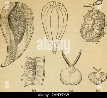 Introduction à la botanique structurelle et systématique, et physiologie végétale, : étant un 5ème et réexaminé du livre de texte botanique, illustré par plus de treize cents coupures de bois . des ovaires de deux fleurs en une seule baie double. Les sortes les plus habituelles sont telles que la pomme de pin, la mûrier et la figuine. Ce sont, en fait, des formsde denses inflorescence, avec les fruits ou les enveloppes florales matées totétheror cohérentes les unes avec les autres; et toutes ou certaines des parties becomesucculent. Les grains de mûrier (Fig. 593, 594) ne sont pas des théovaires d'une seule fleur, comme ceux du blackberry qui Banque D'Images