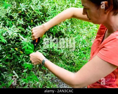 Woman pruning un saule hakuro japonais avec un sécateur dans le jardin Banque D'Images