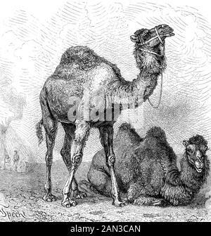 Un dromadaire, aussi appelé chameau arabe, Camelus dromedarius et un chameau Bactrian, Camelus bactrianus, / ein Dromedar, auch Arabisches Kamel genannlage, Camelus dromedarius und ein Baktrisches Kamel, Camelus bactrianus, Historisch, amélioration de la reproduction numérique d'un original du 19ème siècle / Revoralkaul Reduktion 19. Jahrhundert Banque D'Images