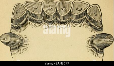 L'âge des chevaux par leurs dents, et la mesure du roi de la pelouse et d'autres chevaux notés . Fig. XX.—17 ans ancien. À 17 ans, les dents de coin de la mâchoire supérieure sont également arrondies. 22. Fig. XXL—18 Ans. À 18 ans, les pinces de la partie supérieure du mégarde triangulaire. Banque D'Images