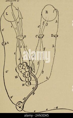 Texte-livre de l'ophtalmologie . extrémités du noyau latéral nu- oculo-moteur, DE SORTE qu'il puisse se clier. En.réalité, aucune différenciation nette de l'alm0ème partiel n'est considérée comme le dernier noyau partiel dans le noyau latéral principal existe, et donc t r la situation des noyaux partiels individuels ne peut pas noyau de ce dernier [cf.. Fig. 309]. Il est déterminé avec précision mais approximativement seulement. ,. , , , , , . , , , * se trouve sous les tubercules postérieurs 01le corpus quadrigeminum. Mais les fibres qui en découlent ne sont pas jointives au tronc du nerf oculo-moteur qui descend, mais passent dans le TH Banque D'Images