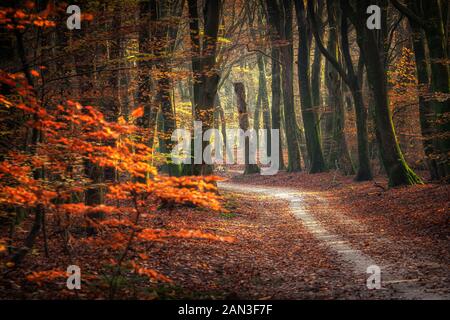 Chemin de sable dans la forêt avec golden emerald les feuilles d'automne dans les rayons du soleil couchant Banque D'Images