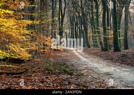 Chemin de sable dans la forêt avec golden emerald les feuilles d'automne dans les rayons du soleil couchant Banque D'Images