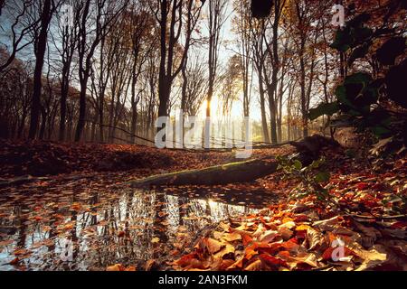 Flaque d'eau avec l'eau de pluie le long du côté de la route forestière au cours de l'automne au début de la matinée