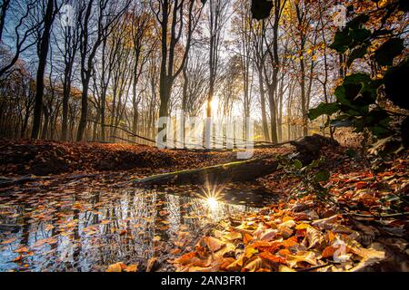 Flaque d'eau avec l'eau de pluie le long du côté de la route forestière au cours de l'automne au début de la matinée