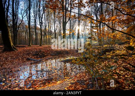 Flaque d'eau avec l'eau de pluie le long du côté de la route forestière au cours de l'automne au début de la matinée