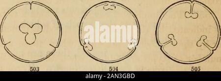 Introduction à la botanique structurelle et systématique, et physiologie végétale, : étant une 5ème et revue du livre de texte botanique, illustré par plus de treize cents coupures de bois . Pour comprendre ceci par- FIG. 501. Section verticale à travers l'ovaire tricarpellaire composé d'une plante de Spergu-laria rubra, montrant le placenta central libre. 502. Section transversale de la même. FIG. 503-505. Diagrammes illustrant la placentation pariétale et centrale libre. 503. Coupe transversale d'un ovaire tricarpellaire, avec placenta central libre, produite par l'itération oblitération des dissépiments. 501. Section d'un ovaire Banque D'Images