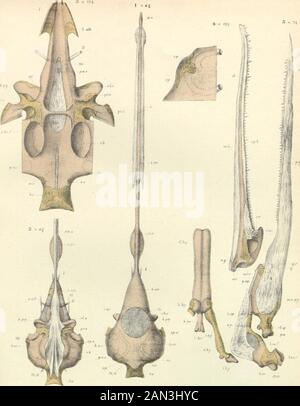 Sur le développement du crâne à Lepidosteus osseus . LEPIDOSTEUS .. LEPIDOSTE U S. Banque D'Images