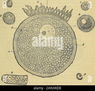 Principes de la physiologie humaine du Carpenter . M ET SON DÉVELOPPEMENT. 875 puisque /i représente un micromillénhnetre ou 0-0000032809 d'un pouce, 200 /x wouldequal -00060618, ou environ l-52424 d'un pouce; et est contenu dans un capsulicle de Graafian ou ovisac* Dans un grand follicule de Graafian, nous pouvons dételer un tissu conjonctif, investir Composé de deux couches, la tunica Jibrosa(g, Fig. 311), et la tunica propria folliculi (h) ; cette dernière est bordée sur sa surface interne par plusieurs couches de cellules, dont la plus proche de la thetunica propria sont columnar, tandis que la Banque D'Images