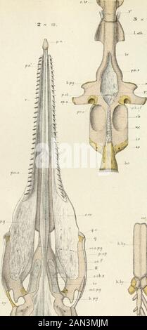 Sur le développement du crâne à Lepidosteus osseus . •T i /; JT km h° Banque D'Images