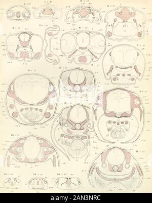 Sur le développement du crâne à Lepidosteus osseus . LEPIDOSTEUS.. F.hr I.EPIDOSTKD S Banque D'Images