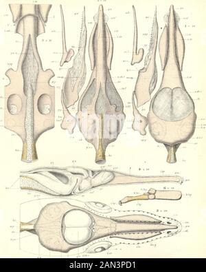 Sur le développement du crâne à Lepidosteus osseus . LEPIDOSTEUS. Banque D'Images