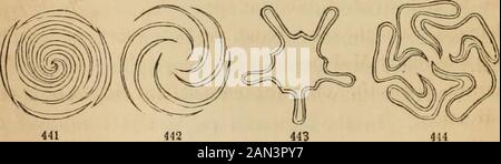 Introduction à la botanique structurelle et systématique, et physiologie végétale, : étant un 5ème et rééditdu livre de texte botanique, illustré par plus de treize cents boisés . orolla du Linden; dans laquelle le même groupe de fleurs fournit souvent des positions d'imbrication régulière quincuncial, de la modification hererefereferred à, et d'une disposition similaire de la cinquième pétale, throwingone de ses bords vers l'extérieur aussi. Si le premier pétale était aussi à la prise de ce léger obliquité, l'imbricatif serait complètement converti en ce qui est appelé 498. Le contorté, tordu ou con Banque D'Images