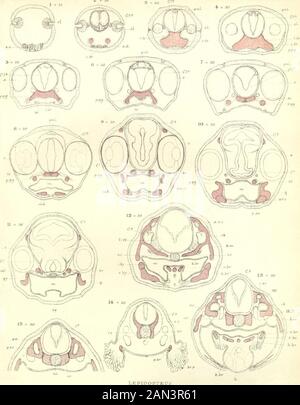 Sur le développement du crâne à Lepidosteus osseus . Banque D'Images