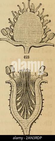 Introduction à la botanique structurelle et systématique, et physiologie végétale, : étant une 5ème et revue du livre de texte botanique, illustré par plus de treize cents coupures de bois . LE RÉCEPTACLE, LE DISQUE, ETC. 267 Banque D'Images