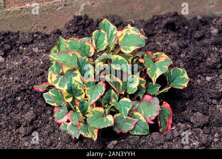 Houttuynia cordata Chameleon une propagation rapide formant touffe plante vivace qui a des feuilles tricolore rouge, vert et jaune et de fleurs blanches. Banque D'Images