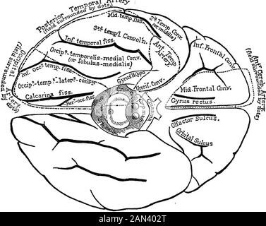 Conférences sur la localisation dans les maladies du cerveau, données à la Faculté de médecine, Paris, 1875 . branches cipal : la première nour-ishes les deux convolutions frontales inférieures ; la seconde, muchmore important, est distribuée (moins souvent que le theSylvian, mais beaucoup plus souvent que le cerveau antérieur) au thegyrus fornicatus (Fig. 16), au corpus calosum, à la première convolution frontale (faces interne et externe), au lobule paracentrique et à la face convexe de la frontalobe, aux première et deuxième convolutions frontales (Fig. 17), et enfin à l'extrémité supérieure de l'as