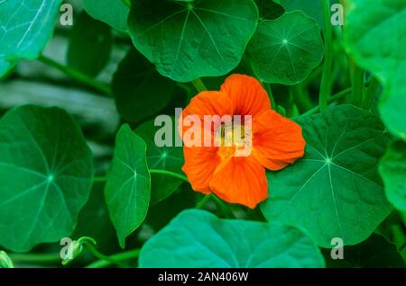 Tropaeolum Capucine Whirlybird une escalade et final que annuel a single & semi-double, rose rouge et jaune orange fleurs en été et en automne. Banque D'Images