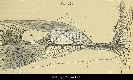 Les principes de la physiologie humaine de Carpenter . s par une flûte ou une fourchette de réglage, le même effet en résultera.—2.Les Vibrations de résonance sont d'un peu du même caractère; mais elles se produisent lorsqu'un corps de sondage est placé en relation avec tout autre, dont une ou plusieurs parties peuvent être jetées dans des vibrations réciproques; Même si le thetone de l'ensemble est différent, ou ne peut pas produire un certain* Voir M. Duval, Nouveau Dictionnaire de Medecine, T. xxv. P. 452. SENS DE L'AUDITION:—STRUCTURE DE LA COCHLÉE. 767 tons du tout. C'est le cas, par exemple, lorsqu'une fourchette de distribution en vibration est placée sur Banque D'Images