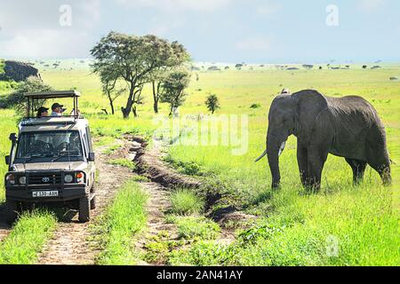 La Tanzanie, le parc national du Serengeti - janvier 03, 2020 : les touristes du véhicule utilitaire jeep, photographié les animaux sauvages d'espèces sauvages sur safari en jeep. L'éléphant sauvage. Banque D'Images