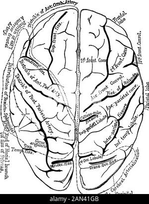 Des conférences sur la localisation dans les maladies du cerveau, données à la Faculté de médecine, Paris, 1875 . branches du deuxième ou troisième ordre, seraient une étude particulièrement intéressante, lorsqu'elle se produirait dans la région de Sylvian. ITIS dans ce grand domaine que l'expérimentation tend à placer les centres de moteur célèbres ; il y a aussi que l'expérience clinique, aidée par l'anatomie pathologique, a localisé la faculté ofarticuler le langage. Il est donc important que nous soyons bien informés des principales branches qui s'élèvent de l'artère Sylvienne, et que nous examinons de près leur distribution dans le fondamental Banque D'Images