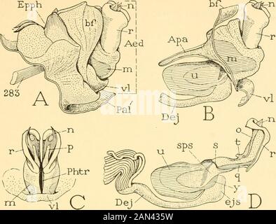 Collections diverses Smithsonian . 36.—abdomen masculin de Mclaiwfliis différentialis (Cyrtacanthacrinae).A, abdomen entier. B, fin de l'abdomen, vue latérale. C, même, vue dorsale. Plancher de la chambre génitale. Le pli basal {hf) est bilobé. Le lobe de l'aedeagus est divisé en une partie proximale (A, B, 77 z) portant les aedeagal apodemes (B, Apa) et une grande partie distale cylin-dronique (r). Le lobe ventral (A, vl) est relativement petit. De l'extrémité distale de l'aedeagus, il n'y a qu'un seul processus ofapical de paire (A, B, C, D, n), qui sont les processus dorsaltéels antérieurs habituels Banque D'Images